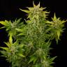заказать качественные семена конопли Auto Fruit feminised Dinafem Seeds заказать качественные семена конопли Auto Fruit feminised Dinafem Seeds