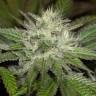 семена конопли в интернете Sapphire OG feminised Humboldt Seeds семена конопли в интернете Sapphire OG feminised Humboldt Seeds