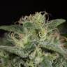 семена конопли в фирменной упаковке Sapphire OG feminised Humboldt Seeds семена конопли в фирменной упаковке Sapphire OG feminised Humboldt Seeds