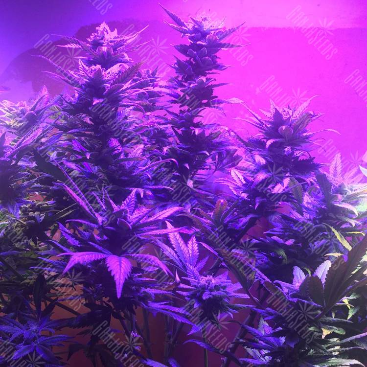 где можно заказать семена конопли Blue Mystic feminised Nirvana Seeds где можно заказать семена конопли Blue Mystic feminised Nirvana Seeds