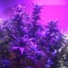 где можно заказать семена конопли Blue Mystic feminised Nirvana Seeds где можно заказать семена конопли Blue Mystic feminised Nirvana Seeds