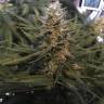семена конопли с доставкой White Widow feminised Royal Queen семена конопли с доставкой White Widow feminised Royal Queen