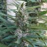 семена конопли недорого S.A.D. Sweet Afgani Delicious F1 Fast Version feminised Sweet Seeds семена конопли недорого S.A.D. Sweet Afgani Delicious F1 Fast Version feminised Sweet Seeds