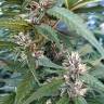 купить семена конопли S.A.D. Sweet Afgani Delicious F1 Fast Version feminised Sweet Seeds купить семена конопли S.A.D. Sweet Afgani Delicious F1 Fast Version feminised Sweet Seeds