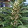 урожайные семена конопли S.A.D. Sweet Afgani Delicious F1 Fast Version feminised Sweet Seeds урожайные семена конопли S.A.D. Sweet Afgani Delicious F1 Fast Version feminised Sweet Seeds