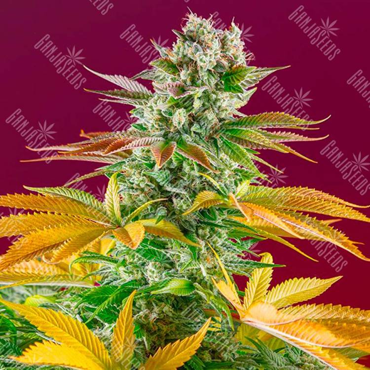 Gorilla Girl feminised Ganja Seeds Gorilla Girl feminised Ganja Seeds