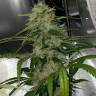 семена конопли недорого Auto Dos-Si-Dos feminised Ganja Seeds семена конопли недорого Auto Dos-Si-Dos feminised Ganja Seeds