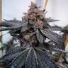 семена конопли отзывы Auto Dos-Si-Dos feminised Ganja Seeds семена конопли отзывы Auto Dos-Si-Dos feminised Ganja Seeds