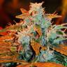 доставка семян конопли по москве Auto White Berry feminised доставка семян конопли по москве Auto White Berry feminised