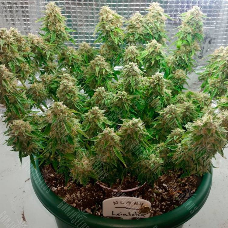 Auto Magik feminised GanjaVIP Seeds Auto Magik feminised GanjaVIP Seeds