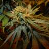 семена конопли для курения Hawaiian Snow feminised Green House Seeds семена конопли для курения Hawaiian Snow feminised Green House Seeds