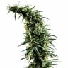 семена конопли элитных сортов Hawaiian Snow feminised Green House Seeds семена конопли элитных сортов Hawaiian Snow feminised Green House Seeds