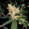 Orange Hill Special feminised Dutch Passion Seeds Orange Hill Special feminised Dutch Passion Seeds