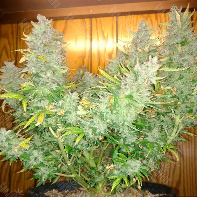 семена конопли аутдор Auto CBD Northern Lights feminised семена конопли аутдор Auto CBD Northern Lights feminised