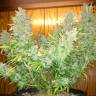 семена конопли аутдор Auto CBD Northern Lights feminised семена конопли аутдор Auto CBD Northern Lights feminised
