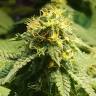 семена конопли для посадки купить Jamaica Blueberry regular Ganja Seeds семена конопли для посадки купить Jamaica Blueberry regular Ganja Seeds