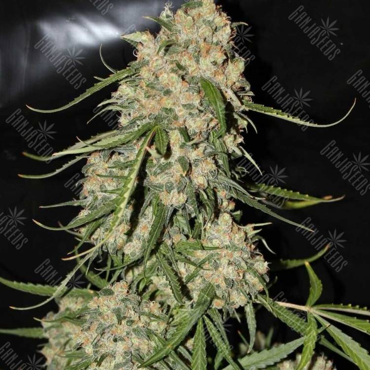 Auto Speed Devil regular Ganja Seeds Auto Speed Devil regular Ganja Seeds