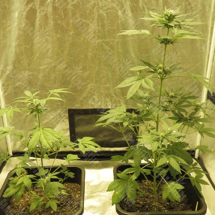 семена конопли марихуаны Auto Haze feminised Dinafem Seeds семена конопли марихуаны Auto Haze feminised Dinafem Seeds