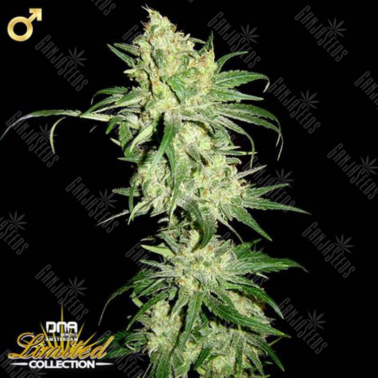 семена конопли элитных сортов HitMan OG regular DNA Genetics семена конопли элитных сортов HitMan OG regular DNA Genetics