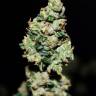 семена конопли Auto Green Crack feminised Fast Buds