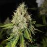 семена конопли сорта сатива Sensi Star feminised Paradise Seeds