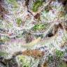 заказ семян конопли Спб Tutankhamon feminised Pyramid Seeds заказ семян конопли Спб Tutankhamon feminised Pyramid Seeds