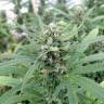 урожайные семена конопли San Fernando Lemon Kush feminised Sweet Seeds