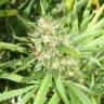 семена конопли в оригинальных упаковках San Fernando Lemon Kush feminised Sweet Seeds