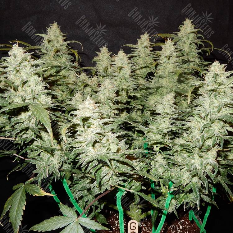 нужны семена конопли Auto Gorilla Glue CBD feminised Ganja Seeds нужны семена конопли Auto Gorilla Glue CBD feminised Ganja Seeds