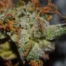 Auto Namor feminised GanjaVIP Seeds Auto Namor feminised GanjaVIP Seeds