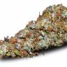 Auto Namor feminised GanjaVIP Seeds Auto Namor feminised GanjaVIP Seeds