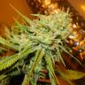 семена конопли в интернете Arjan's Haze 1 feminised Green House Seeds семена конопли в интернете Arjan's Haze 1 feminised Green House Seeds