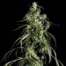 семена конопли аутдор Arjan's Haze 1 feminised Green House Seeds семена конопли аутдор Arjan's Haze 1 feminised Green House Seeds