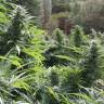 семена конопли Auto The Ultimate CBD feminised