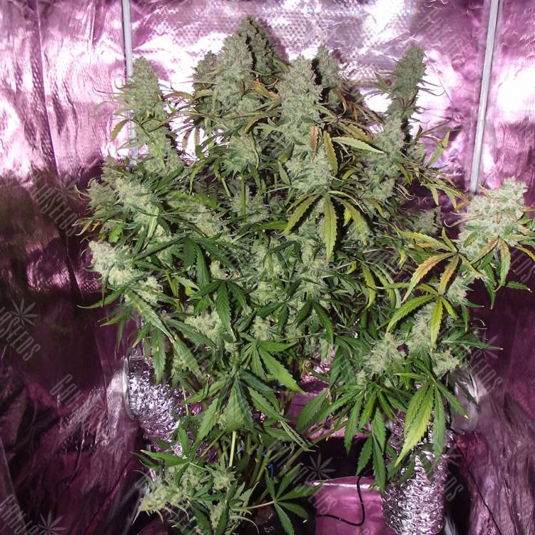 семена конопли недорого Auto The Ultimate CBD feminised