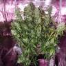 семена конопли недорого Auto The Ultimate CBD feminised