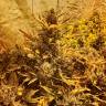 семена конопли в оригинальных упаковках Auto The Ultimate CBD feminised