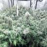 заказать на сайте семена конопли Auto Moby Dick XXL feminised Dinafem Seeds