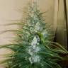 семена конопли почтой Auto Gorilla Glue feminised Fast Buds