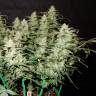 заказать на сайте семена конопли Auto Gorilla Glue feminised Fast Buds