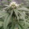 заказ семян конопли Москва Sugar Breath feminised Humboldt Seeds заказ семян конопли Москва Sugar Breath feminised Humboldt Seeds