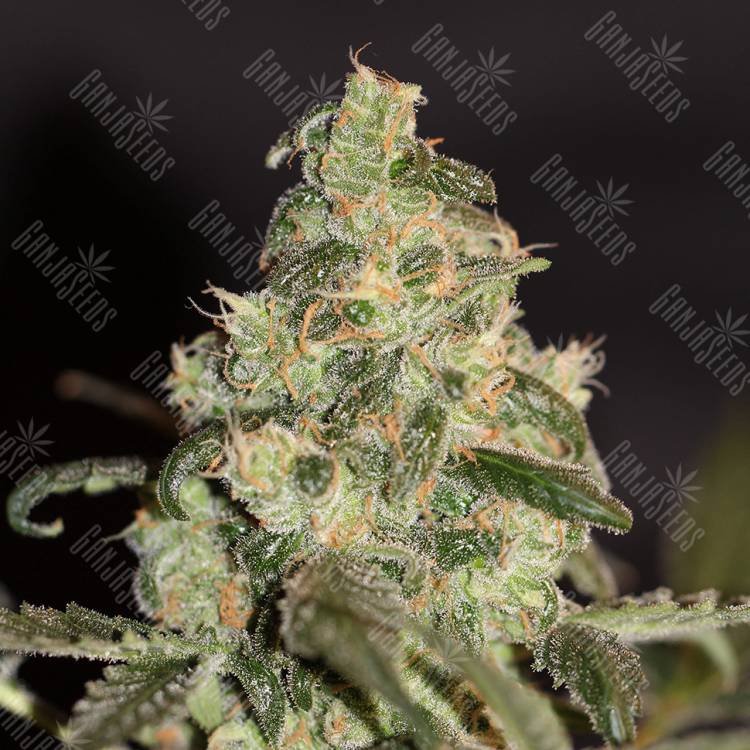 семена сортовой конопли Honey Cream (Fast Flowering) feminised Royal Queen семена сортовой конопли Honey Cream (Fast Flowering) feminised Royal Queen