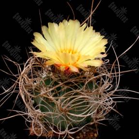 Astrophytum senile
