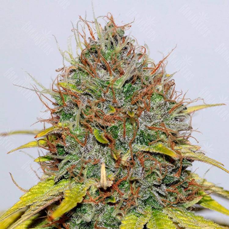 Семена марихуаны Hash Plant feminised GanjaLiveSeeds Семена марихуаны Hash Plant feminised GanjaLiveSeeds