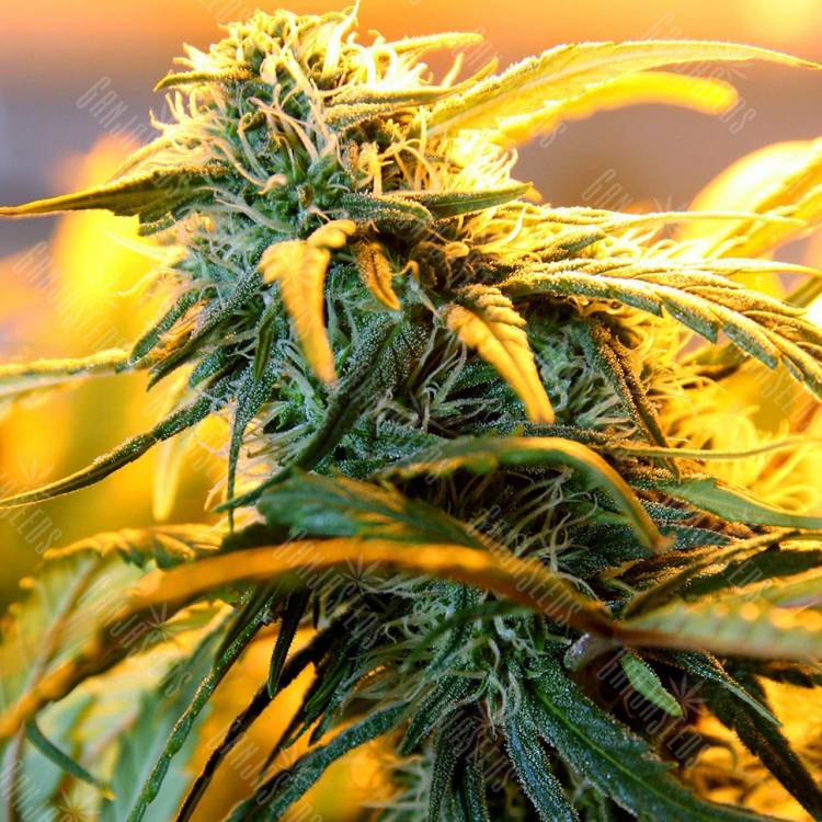 Green-O-Matic feminised Ganja Seeds Green-O-Matic feminised Ganja Seeds