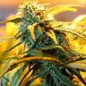 Green-O-Matic feminised Ganja Seeds Green-O-Matic feminised Ganja Seeds