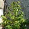 Pamir Gold feminised Dutch Passion Seeds Pamir Gold feminised Dutch Passion Seeds