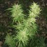 Pamir Gold feminised Dutch Passion Seeds Pamir Gold feminised Dutch Passion Seeds