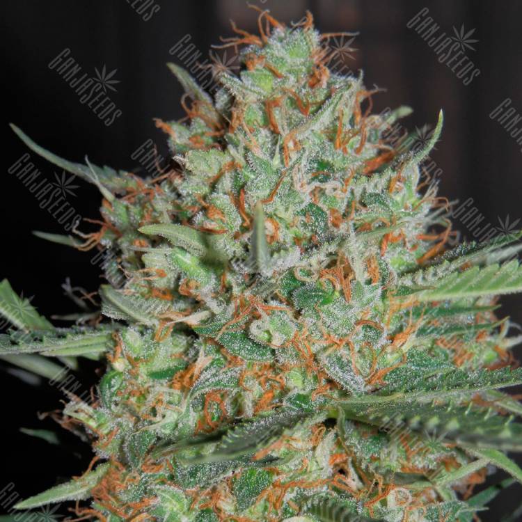семена конопли с доставкой Auto CBD White Widow feminised семена конопли с доставкой Auto CBD White Widow feminised