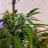 семена конопли аутдор Auto CBD White Widow feminised семена конопли аутдор Auto CBD White Widow feminised